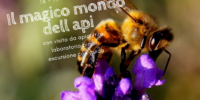 Weekend – Il magico mondo delle api
